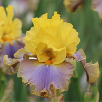 Bearded Iris- Catwalk Queen