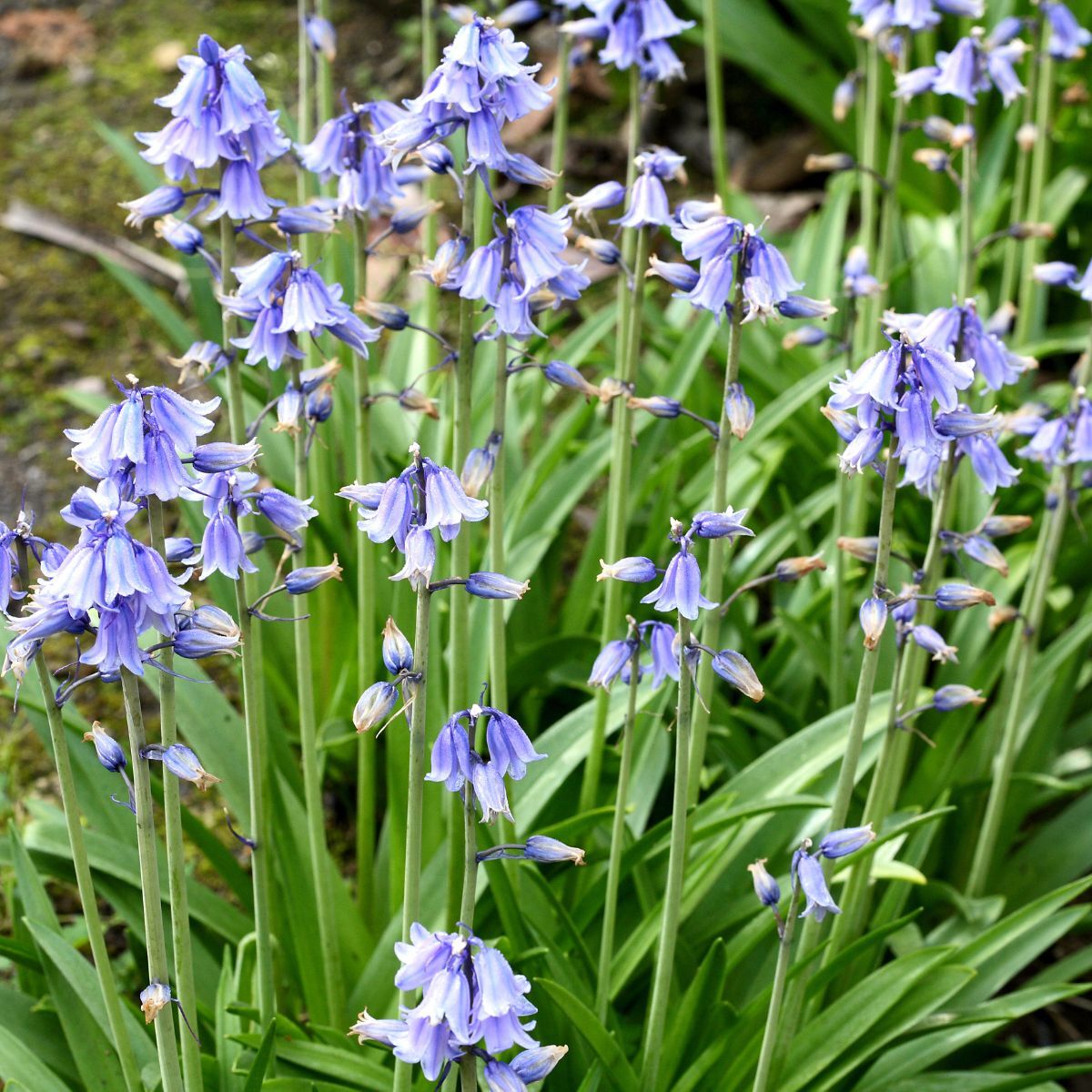 Bluebell