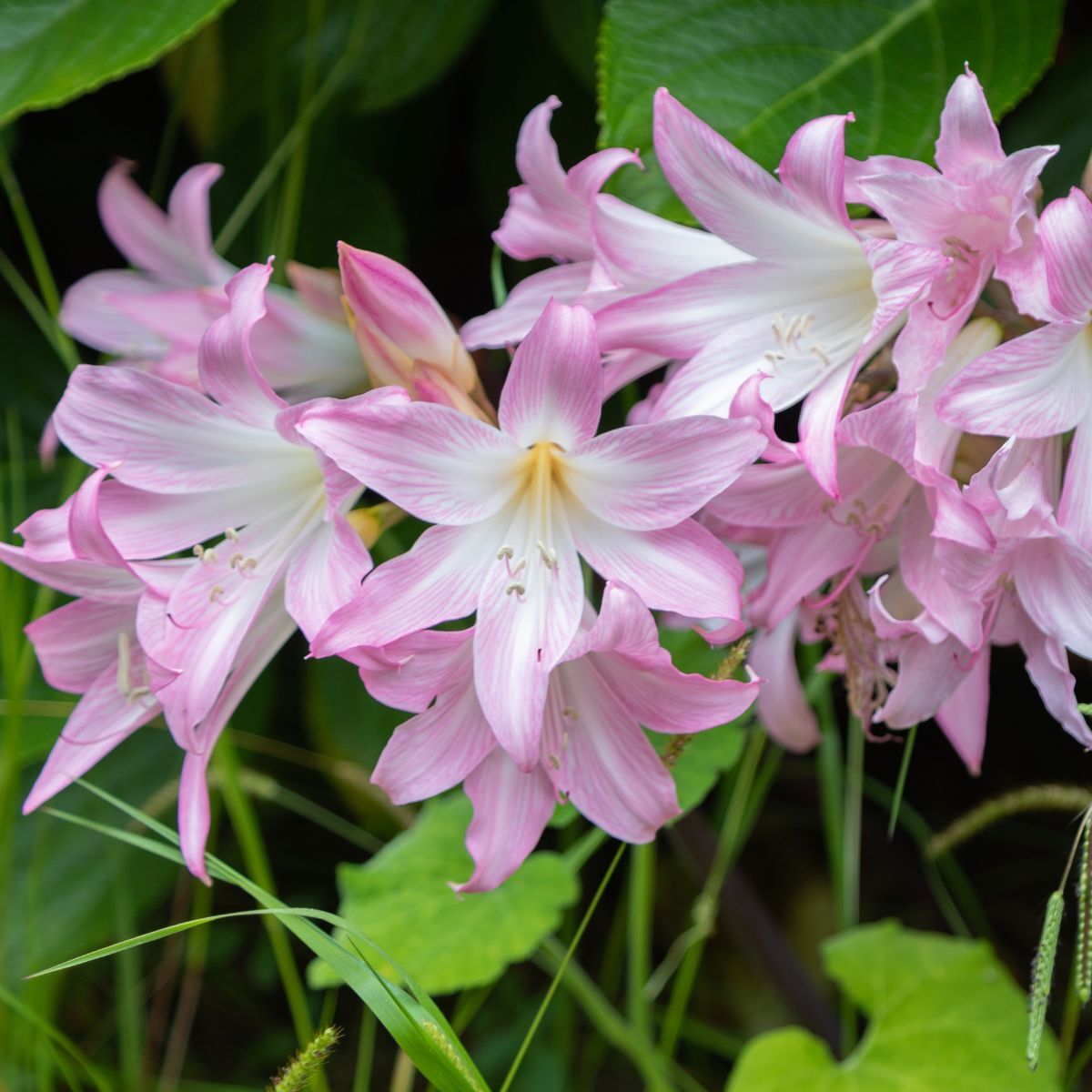 Belladonna Lily- Pink