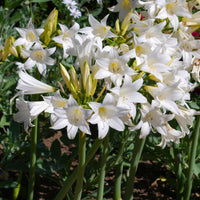 Belladonna Lily- White