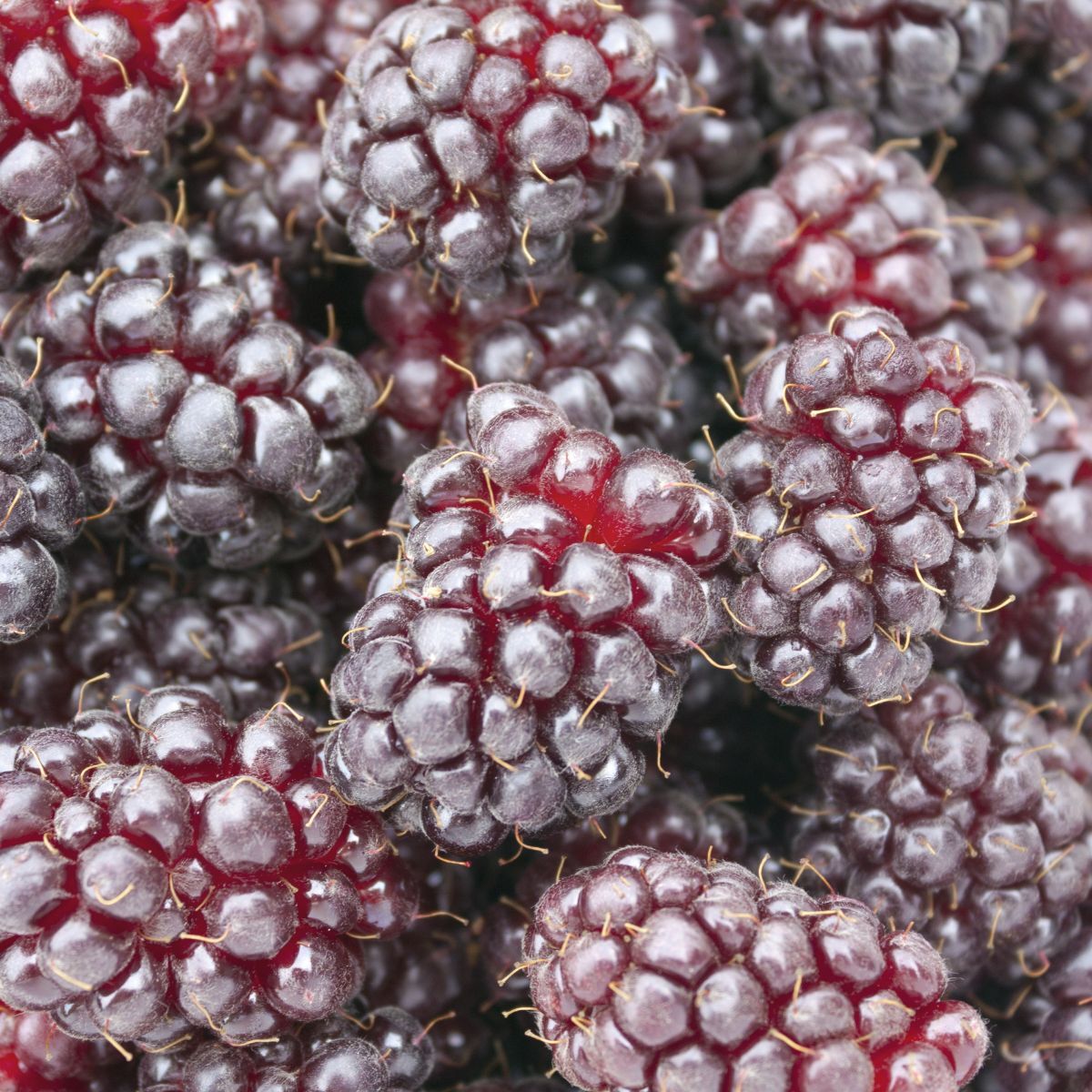 Boysenberry (Cane)