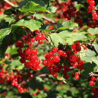 Red Currant