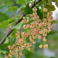 White Currant