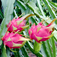 Dragon Fruit- Red Jade (Cutting)