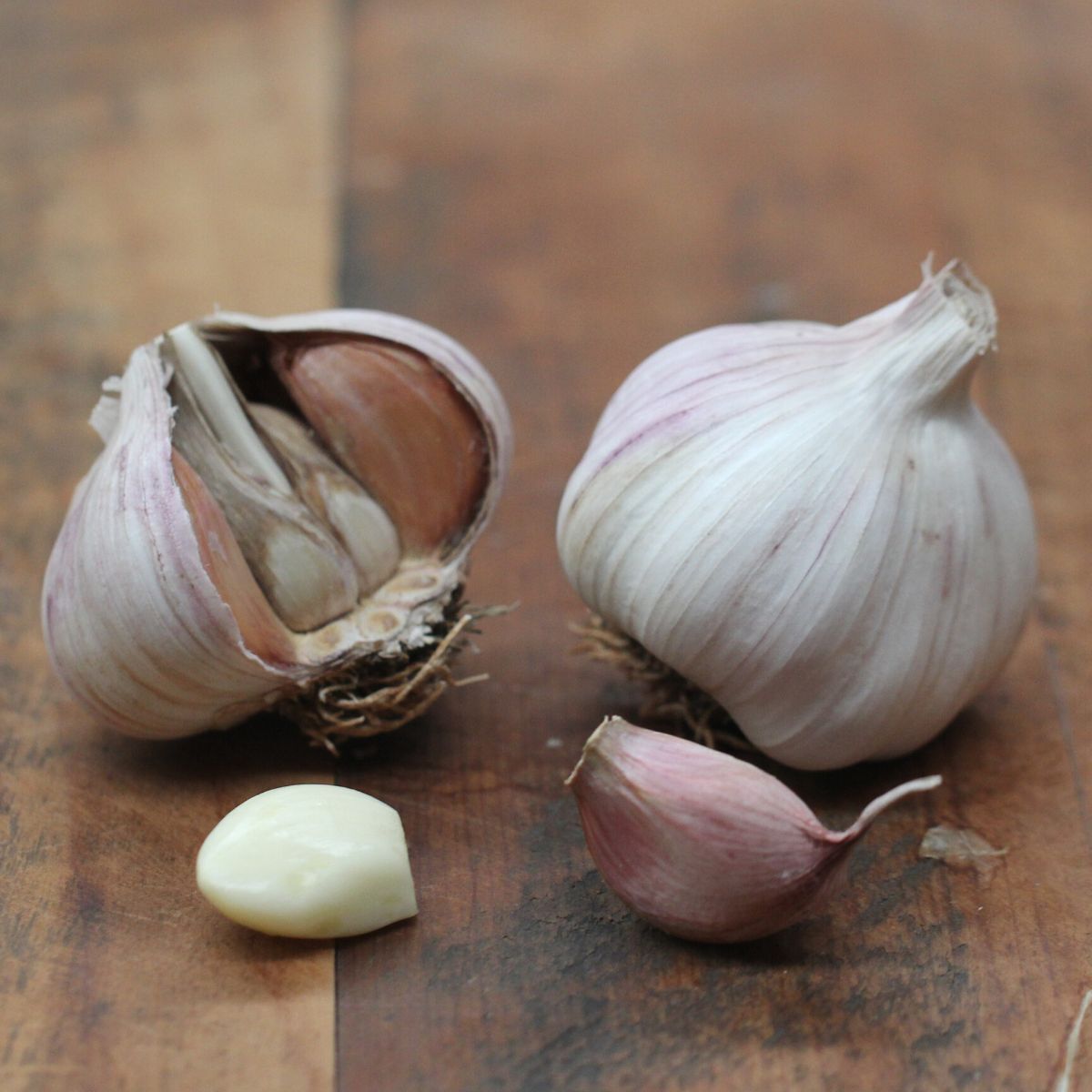 Garlic- Early Purple ()