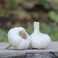 Garlic- Hillston ()