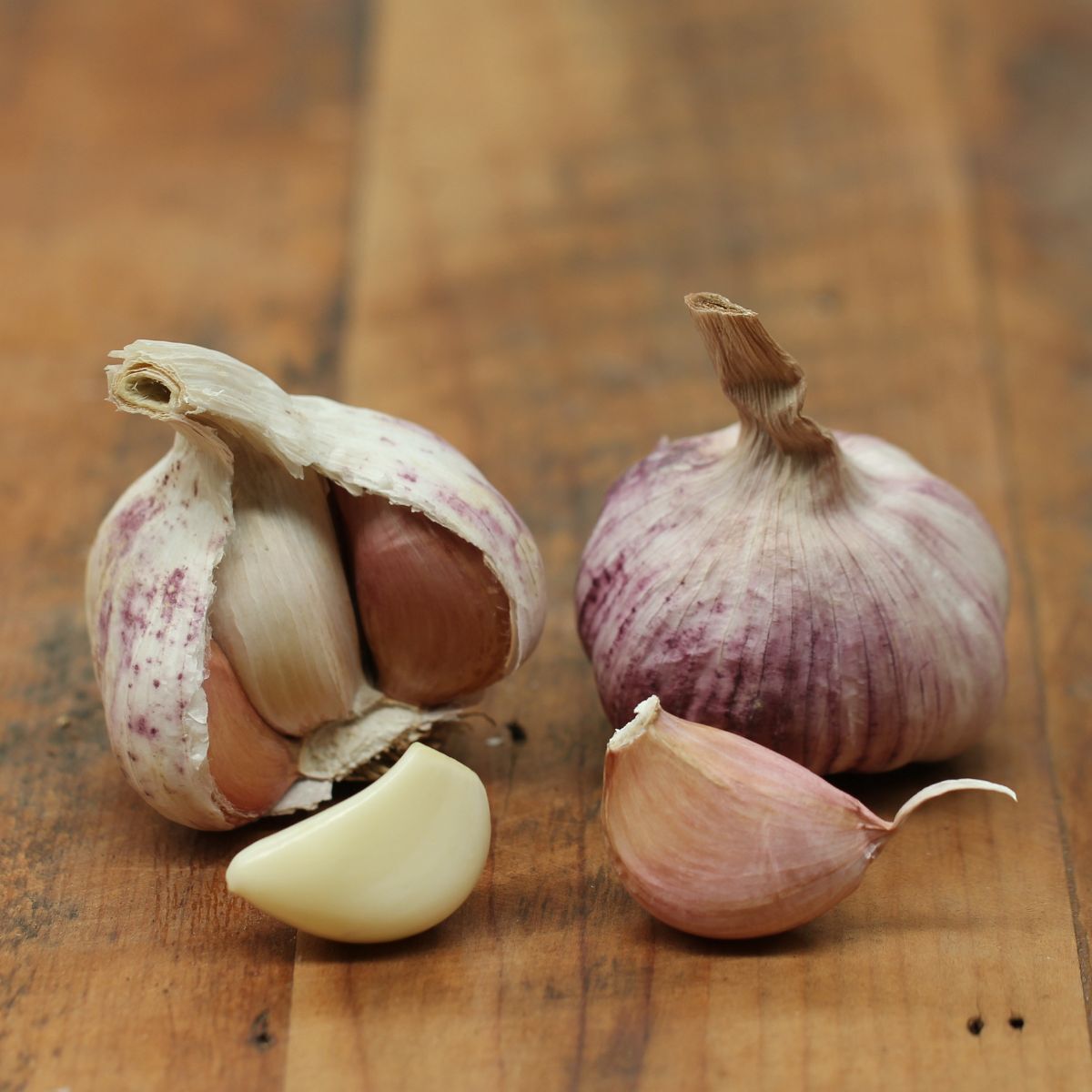 Garlic- Kangaroo Island Purple ()