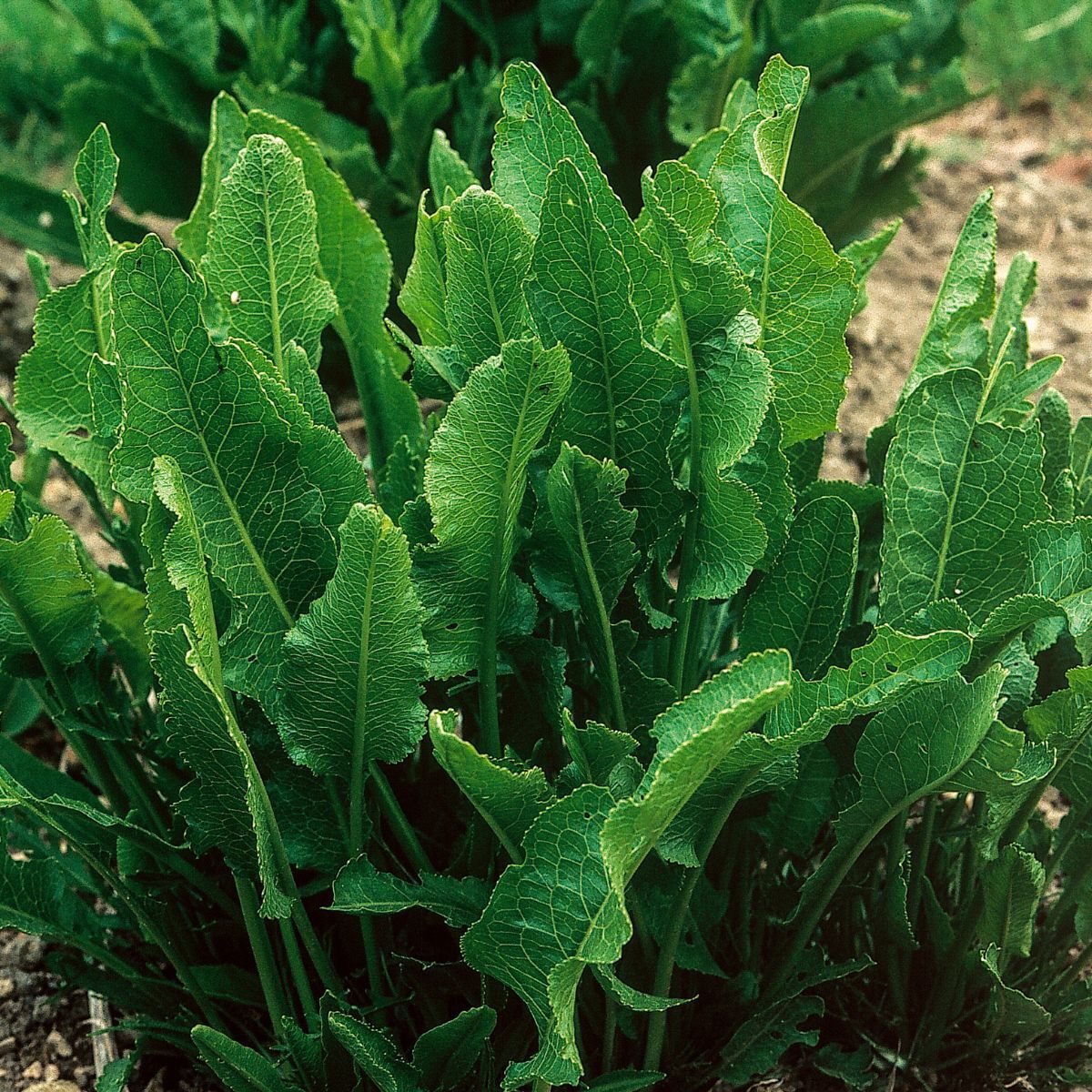 Horseradish (Root)