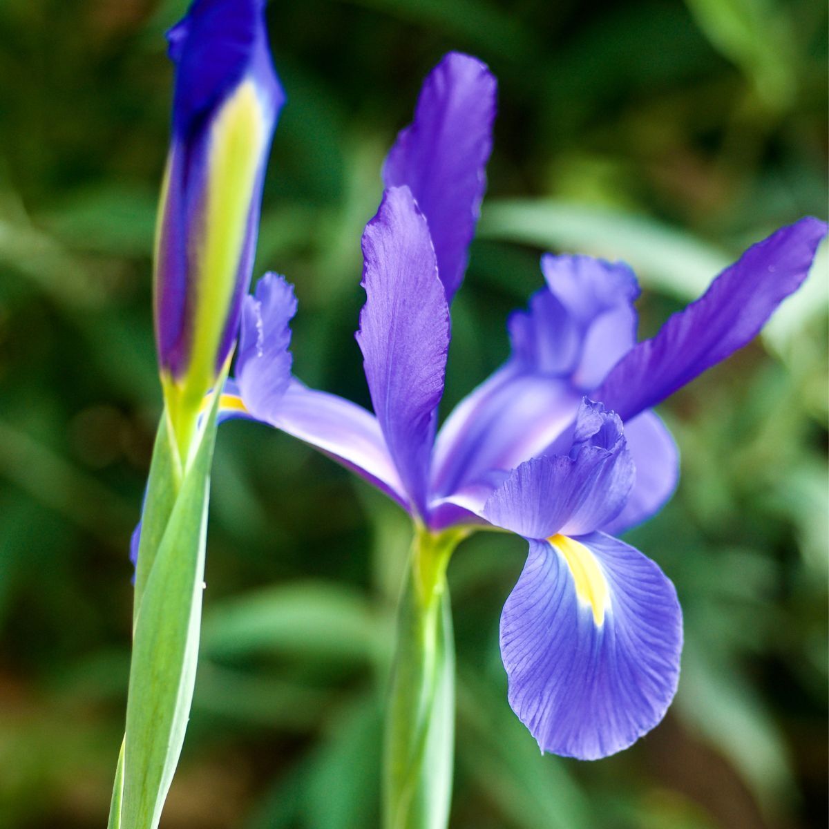 Iris Professor Blauw Bulbs