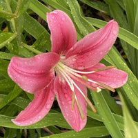 Asiatic-Oriental Lily- Child in Time