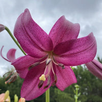 Asiatic Lily- Purple Marble