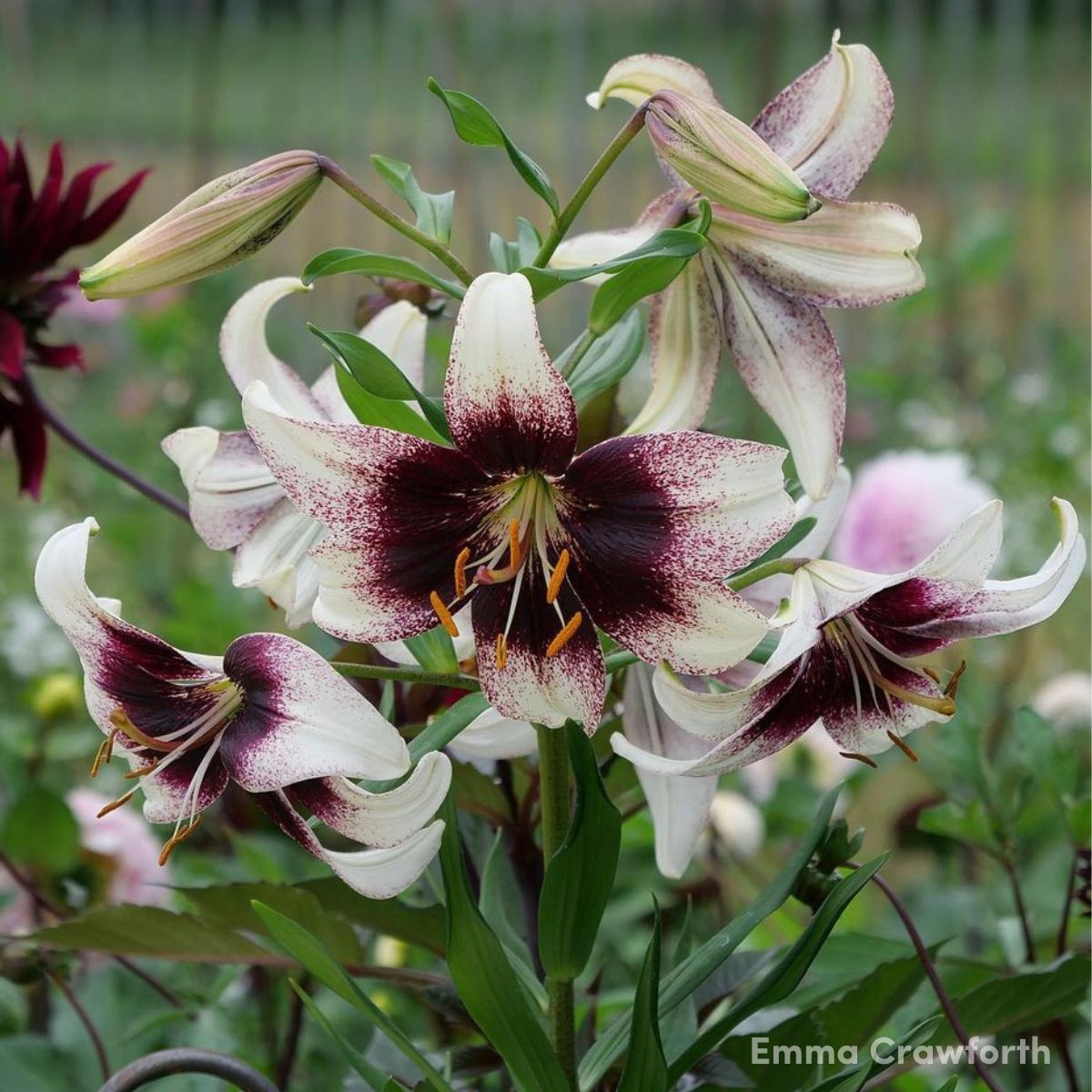 Asiatic Lily- Stracciatella Event