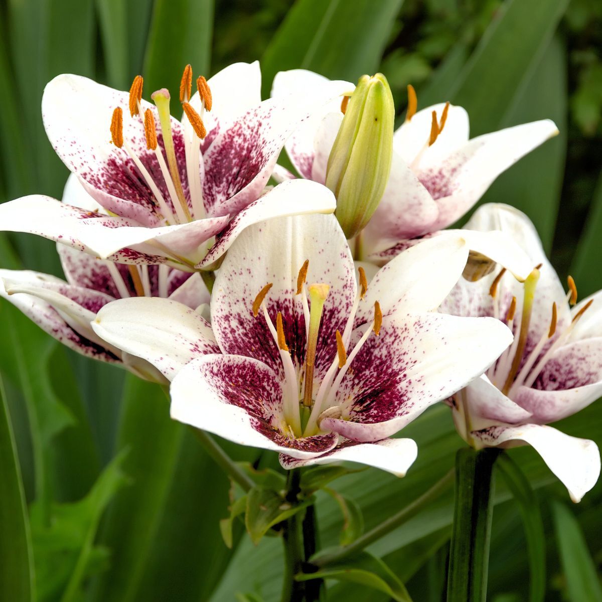 Asiatic Lily- Tribal Kiss