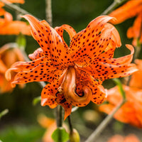 Tiger Lily- Floro Pleno