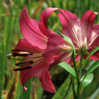 Tiger Lily- Pink Flight