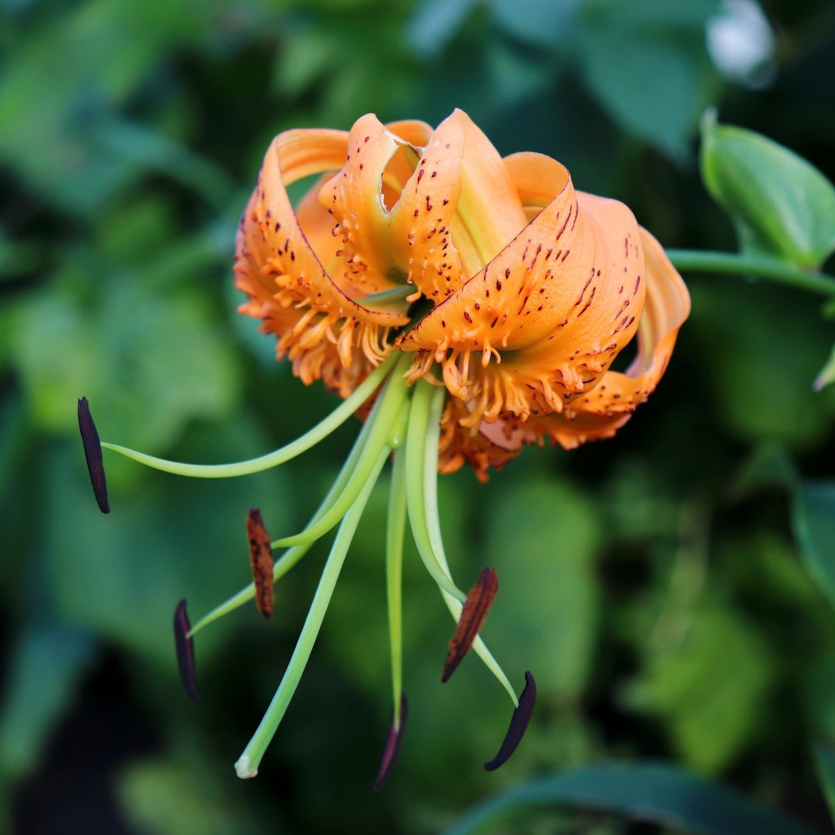 Tiger Lily- Henryi