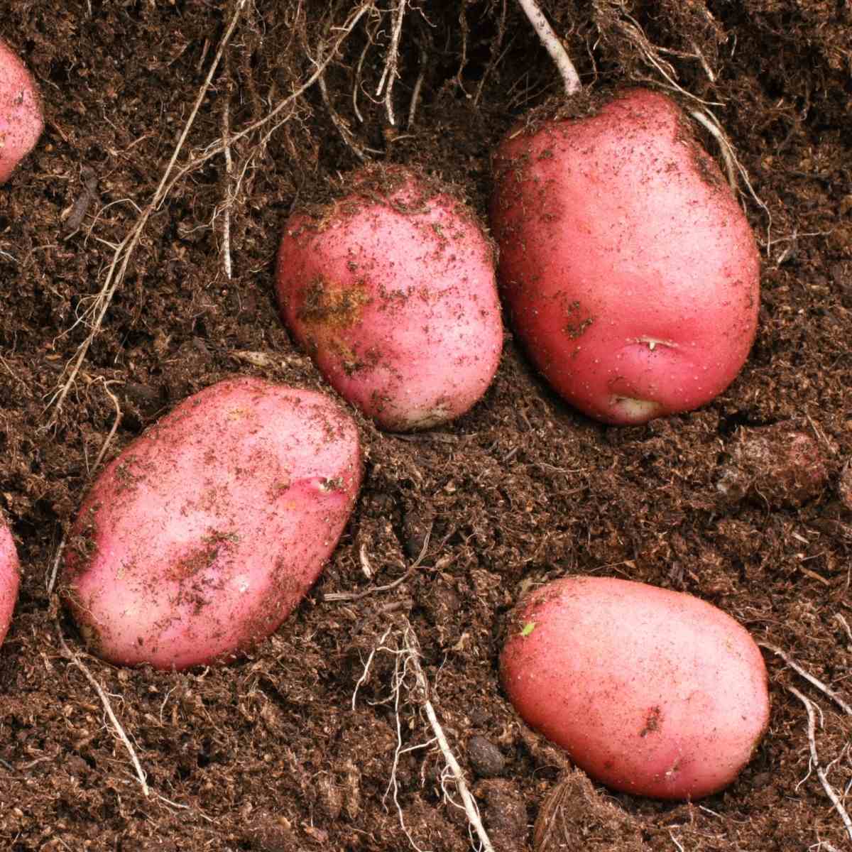 Certified Seed Potato- Red Pontiac