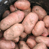 Certified Seed Potato- Desiree