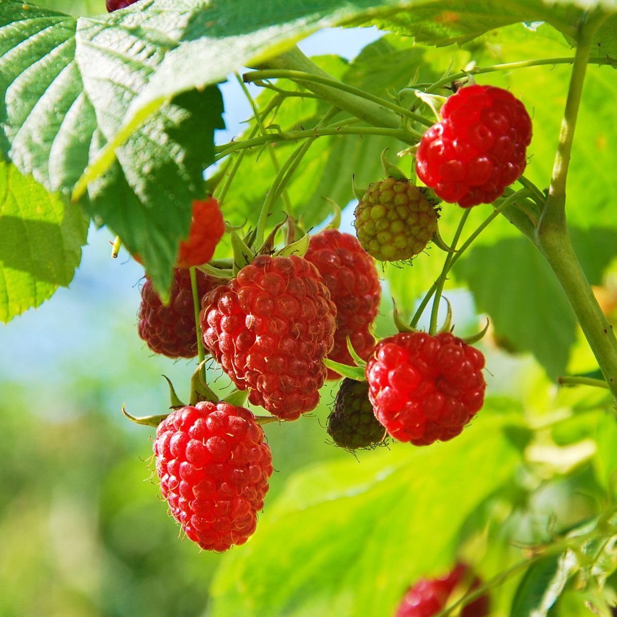 Raspberry- Chilcotin (Cane)