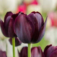 Tulip- Continental