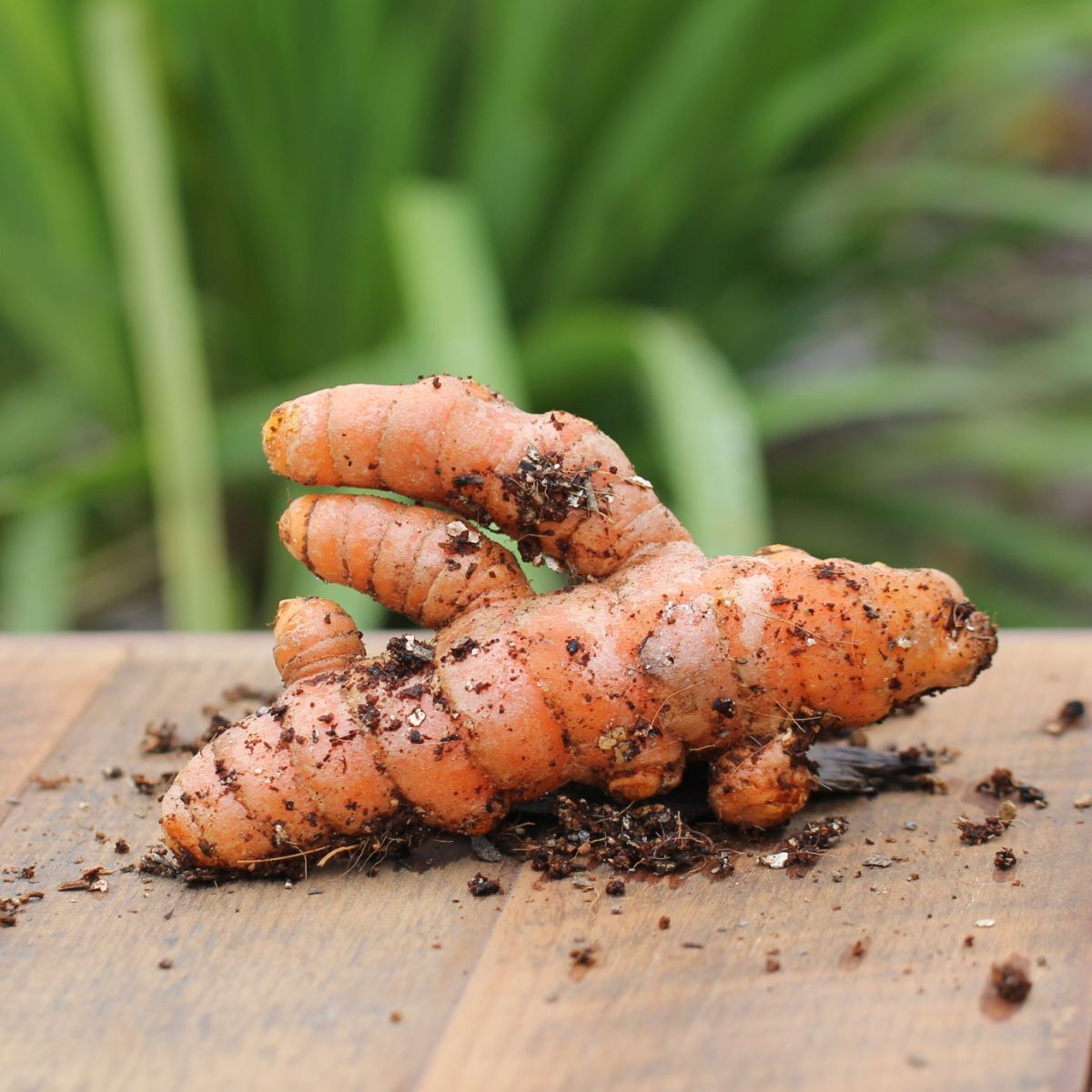 Turmeric (Rhizomes)