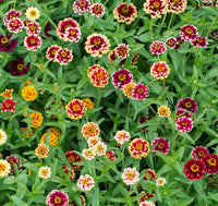 Jazzy Mix – Zinnia Seed