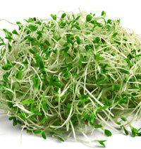 Alfalfa – Organic Sprouting Seeds