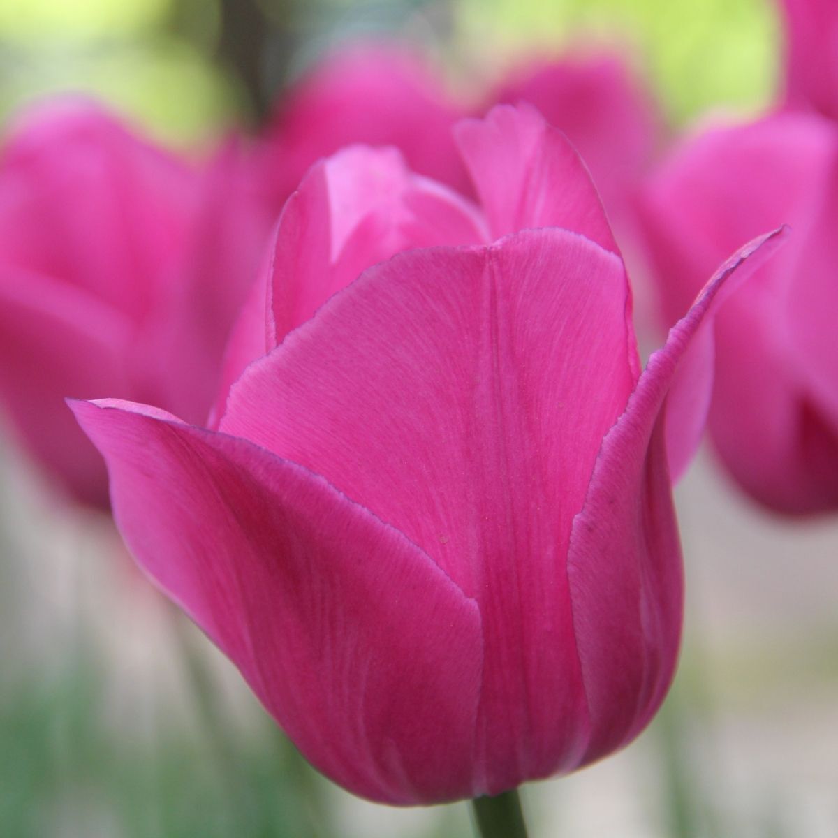 Tulip- Barcelona