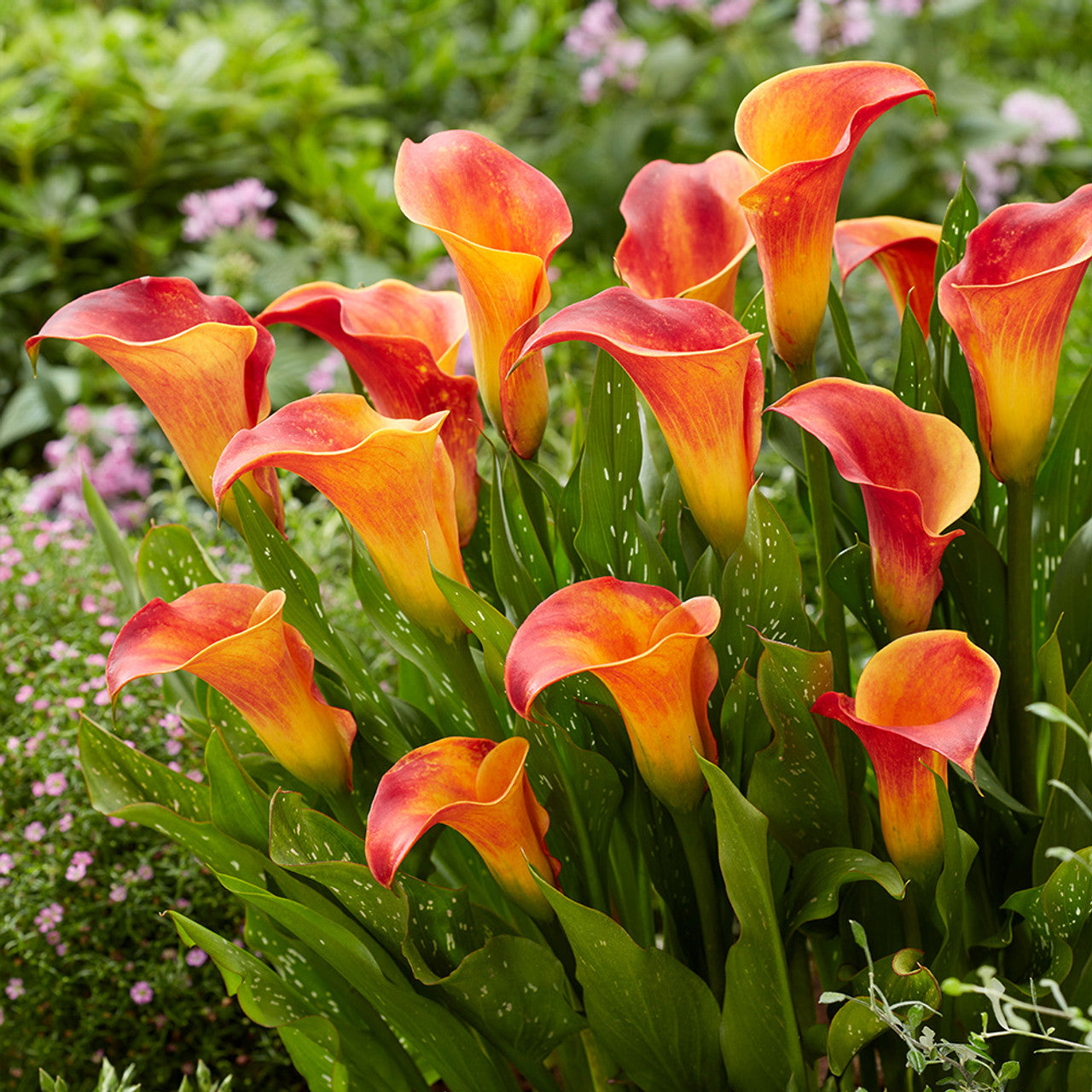 Beatrix Calla Lily