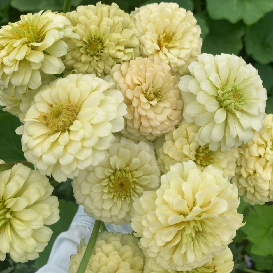 Giant Dahlia Flowered Creamy Yellow Zinnia