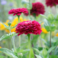 Zinnia- Benary's Giant Wine