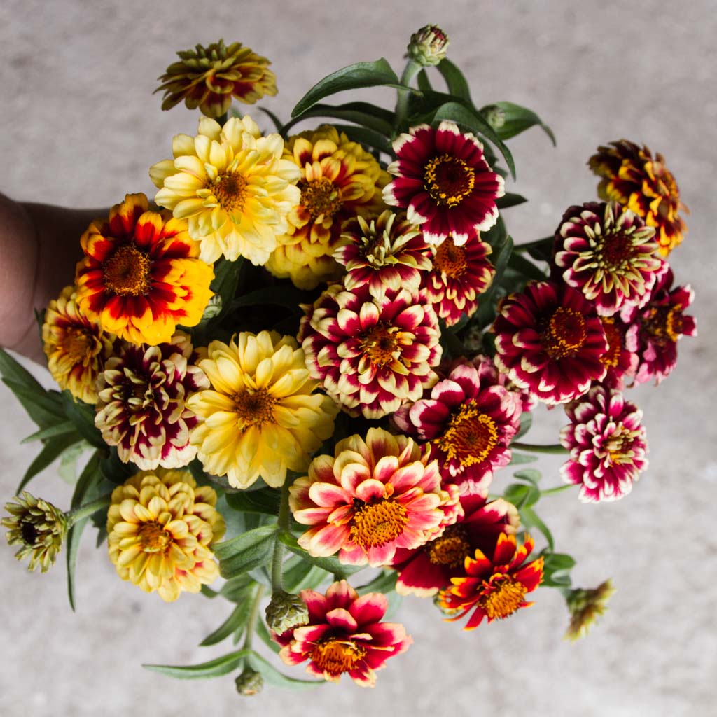 Jazzy Mix – Zinnia Seed