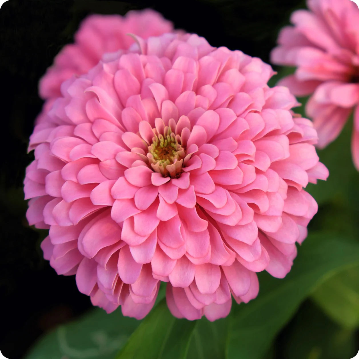 Oklahoma Pink – Zinnia Seed