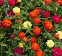 Double Zahara Brilliant Mixture – Dwarf Zinnia Seeds