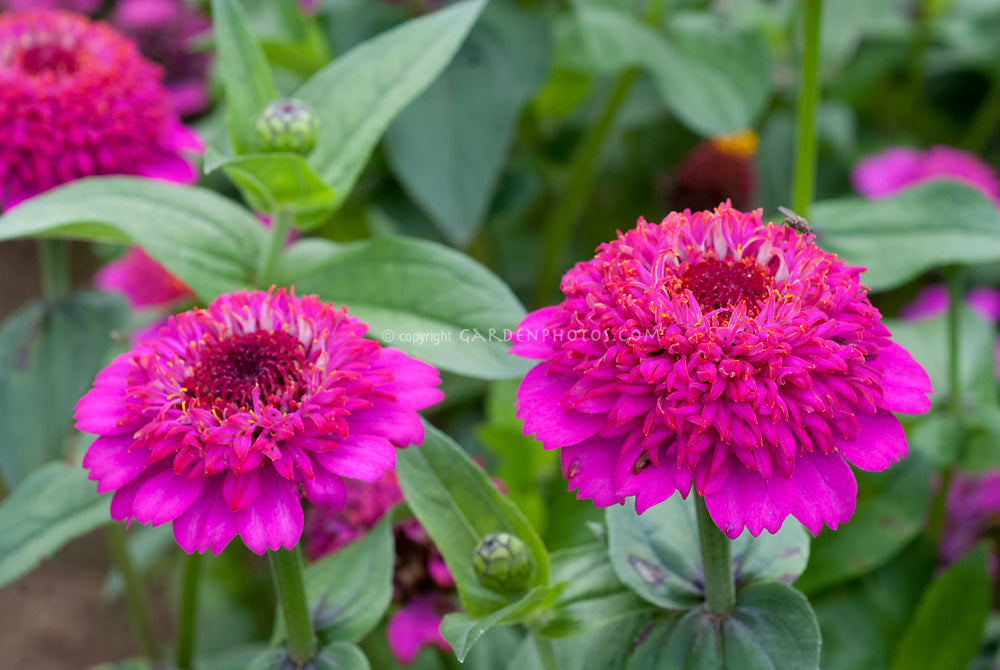 Zinnia- Zinderella Purple