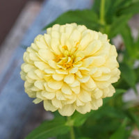 Zinnia- Isabellina