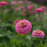 Zinnia- Oklahoma Pink