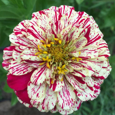 Zinnia- Peppermint Stick