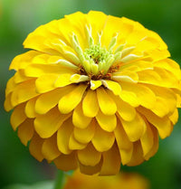 Zinnia- Lilliput Yellow