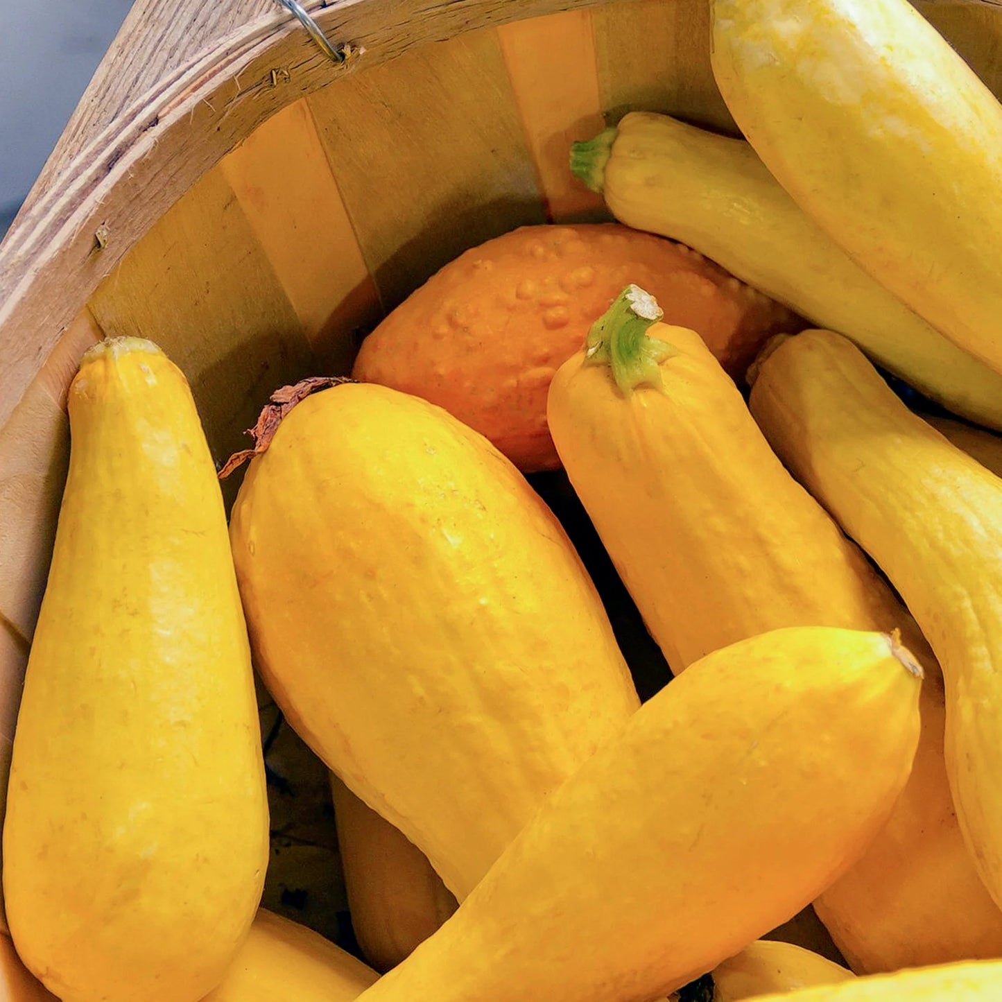 Zucchini- Early Prolific Straightneck