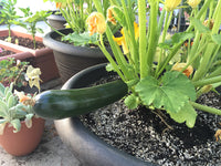 Zucchini- Black Beauty