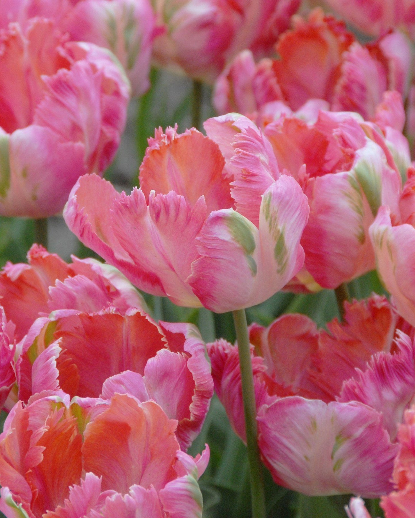 Apricot Parrot Tulip Seeds