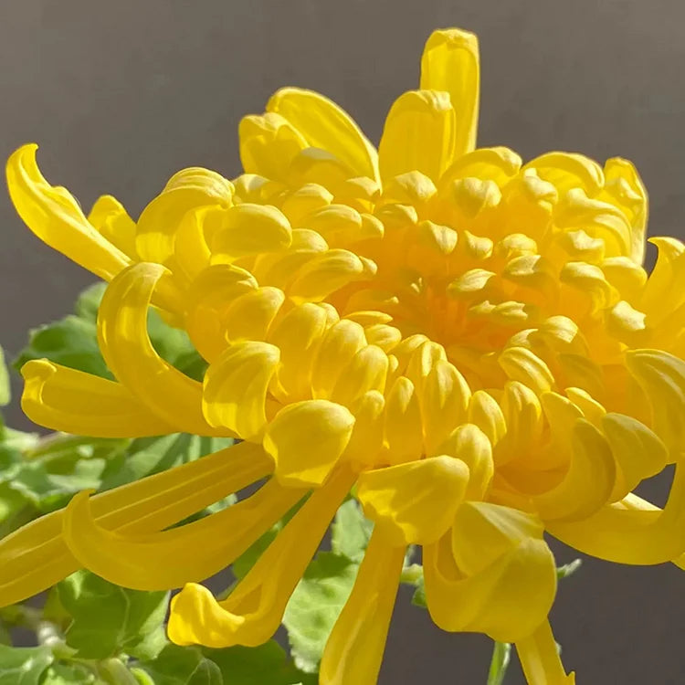 Yellow Giant Chrysanthemum Seeds