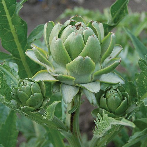 Artichoke Green Globe Vegetable Seeds