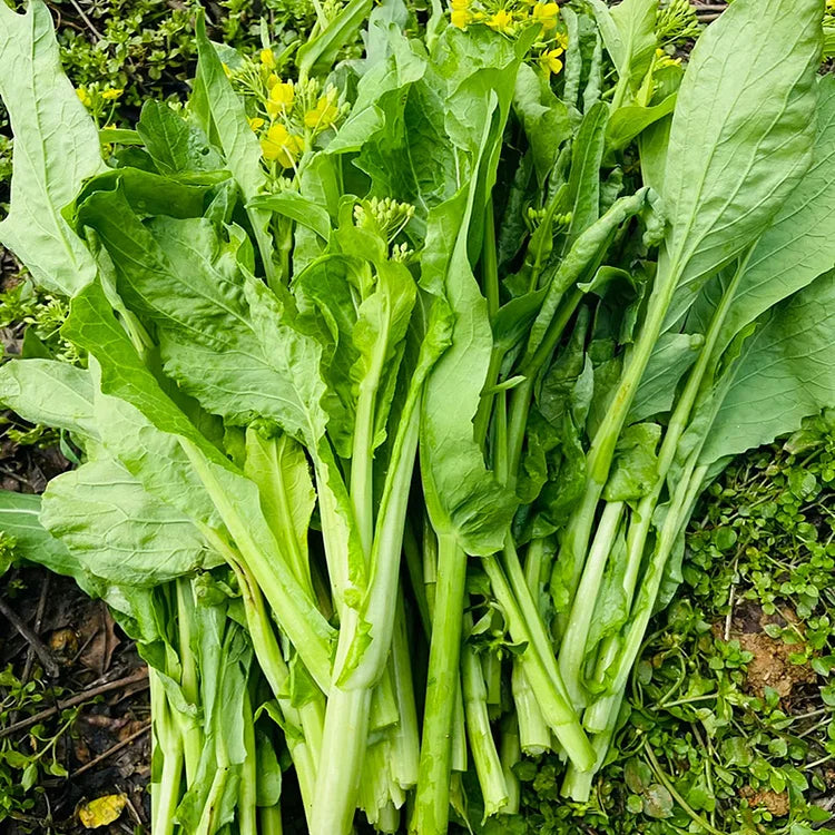 Bok Choy Greens Seeds