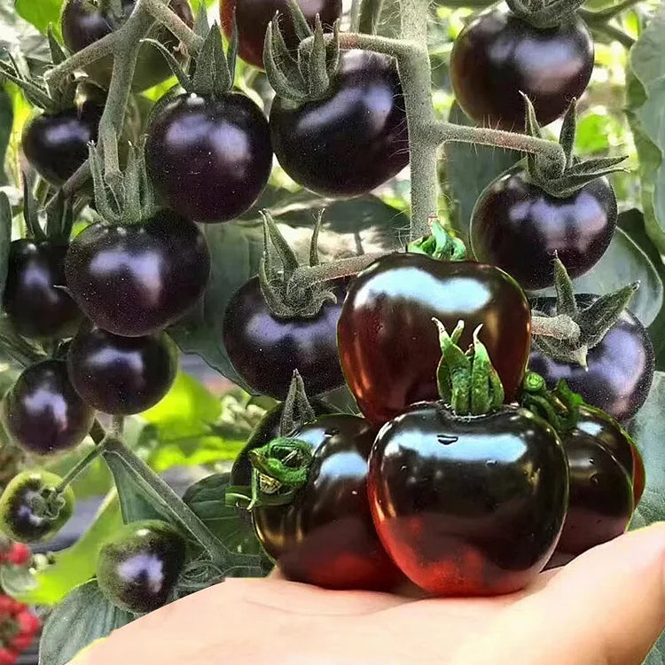 Black Pearl Tomato Seeds