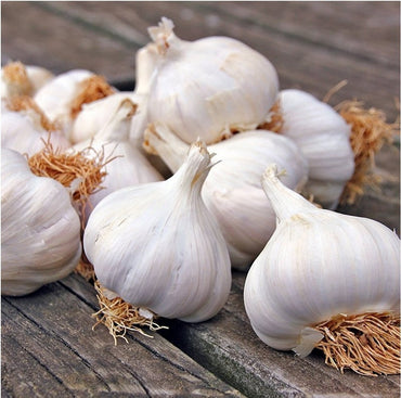 Garlic- Hillston ()