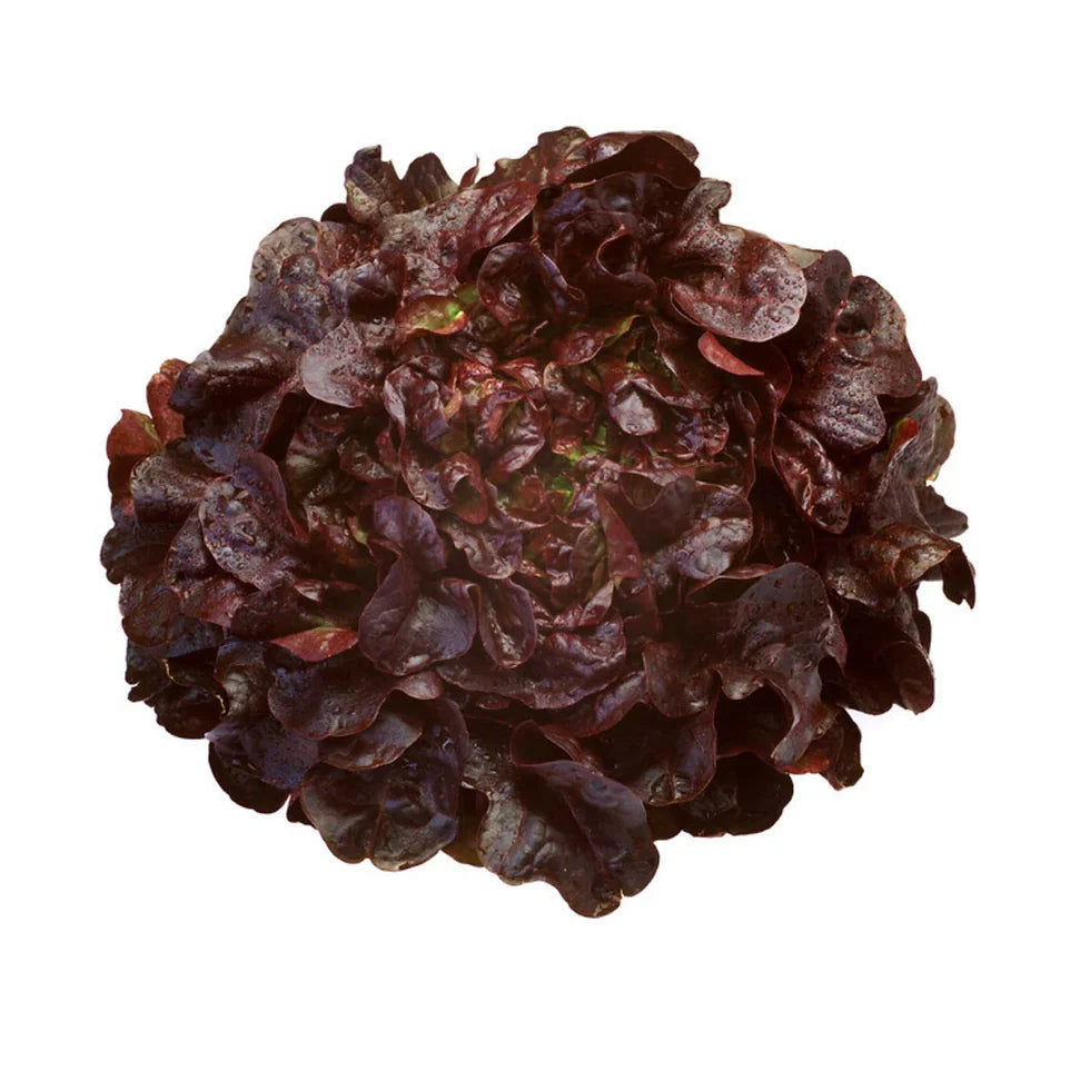 Thurinus – Lettuce Seed