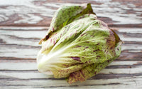 Bel Fiore – Radicchio Seed