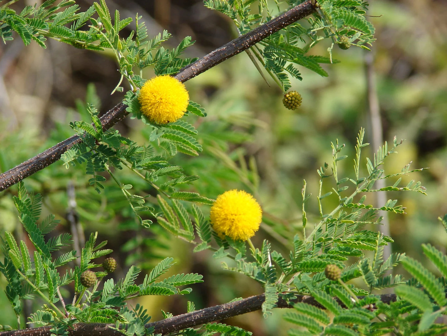 Fragrant Acacia Farnesiana Tree Seeds